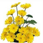 Yellow Gerberas Bouquet